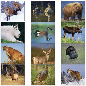 Economy Appointment Calendar - Wildlife Portraits Promotional Custom Imprinted With Logo Economy Appointment Calendar - Wildlife Portraits Promotional Custom Imprinted With Logo