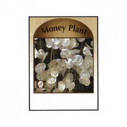 Money Plant Seed Packets Promotional Custom Imprinted With Logo