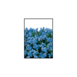 Forget-Me-Not Seed Packets Promotional Custom Imprinted With Logo
