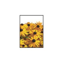 Black-Eyed-Susan Seed Packets Promotional Custom Imprinted With Logo