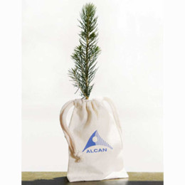 Blue Spruce Tree Promotional Custom Imprinted With Logo
